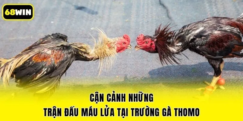 Cận cảnh những trận đấu máu lửa tại trường gà Thomo
