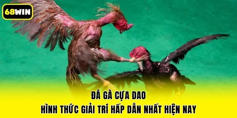 Đá Gà Cựa Dao Hình Thức Giải Trí Hấp Dẫn Nhất Hiện Nay