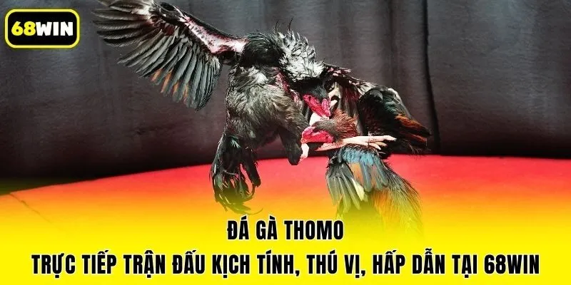 Đá Gà Thomo - Trực Tiếp Trận Đấu Kịch Tính, Thú Vị, Hấp Dẫn Tại 68win